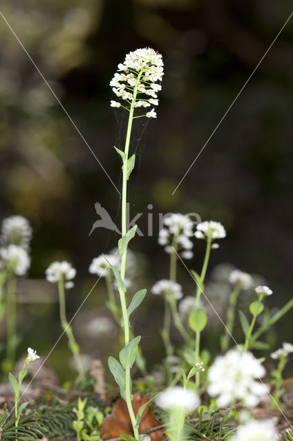 Alpine Pennycress (Thlaspi caerulescens)