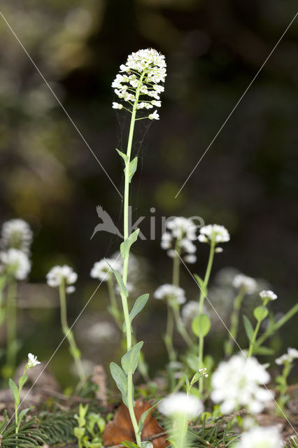 Zinkboerenkers (Thlaspi caerulescens)