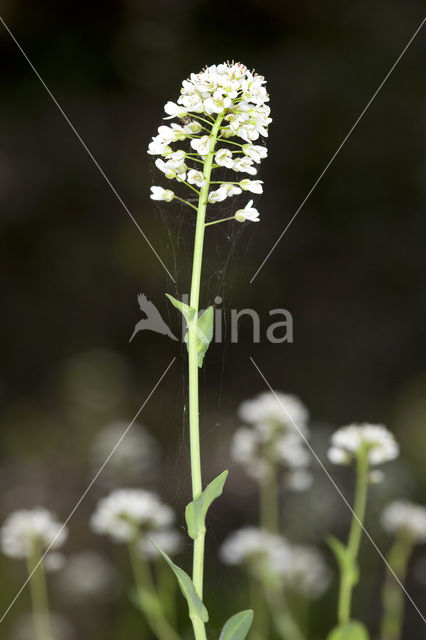 Alpine Pennycress (Thlaspi caerulescens)