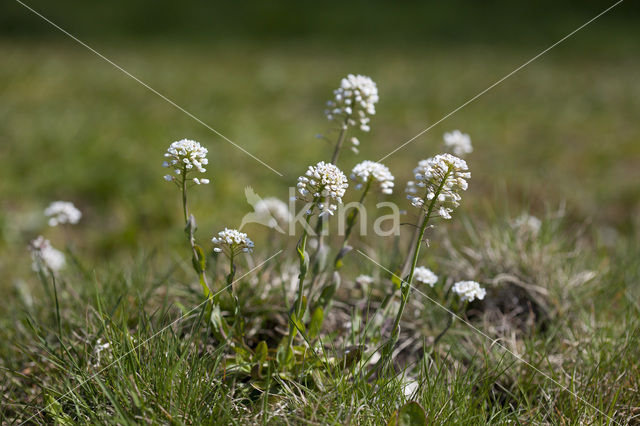 Alpine Pennycress (Thlaspi caerulescens)