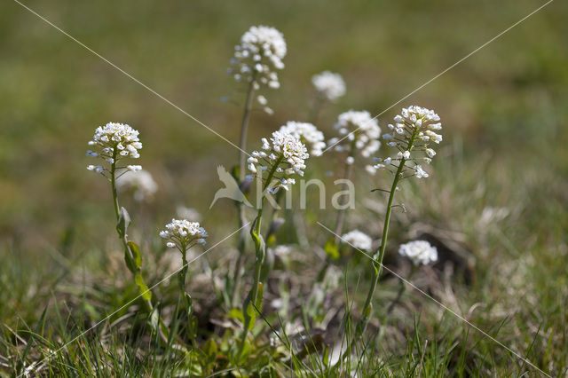 Alpine Pennycress (Thlaspi caerulescens)