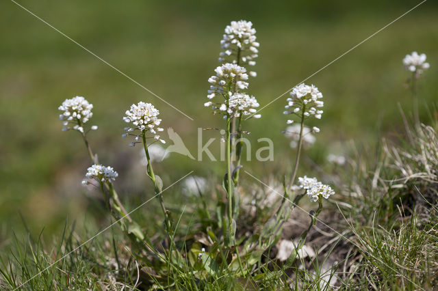 Alpine Pennycress (Thlaspi caerulescens)