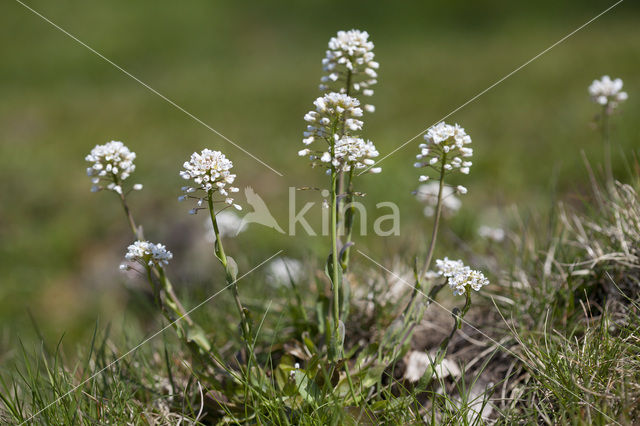 Zinkboerenkers (Thlaspi caerulescens)