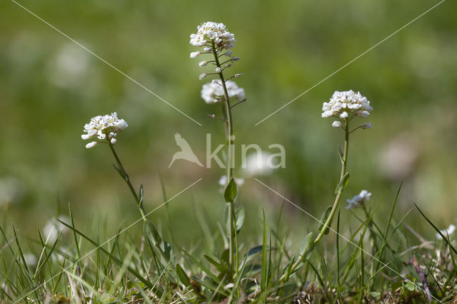 Zinkboerenkers (Thlaspi caerulescens)