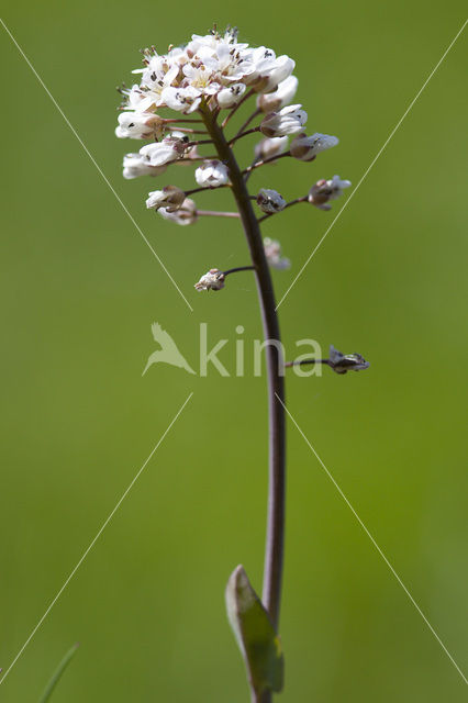 Alpine Pennycress (Thlaspi caerulescens)