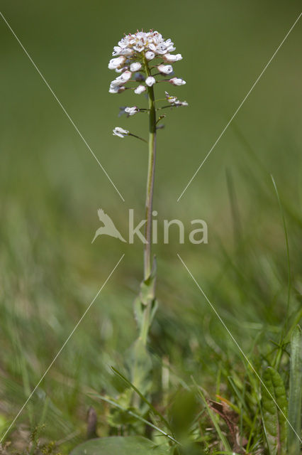 Alpine Pennycress (Thlaspi caerulescens)