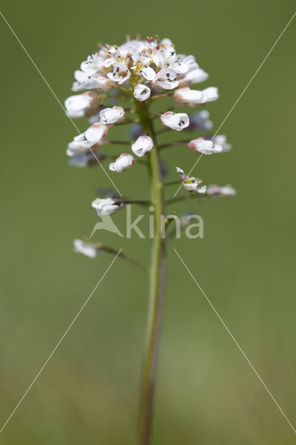 Alpine Pennycress (Thlaspi caerulescens)