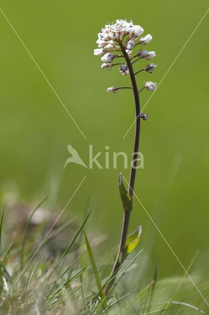 Zinkboerenkers (Thlaspi caerulescens)