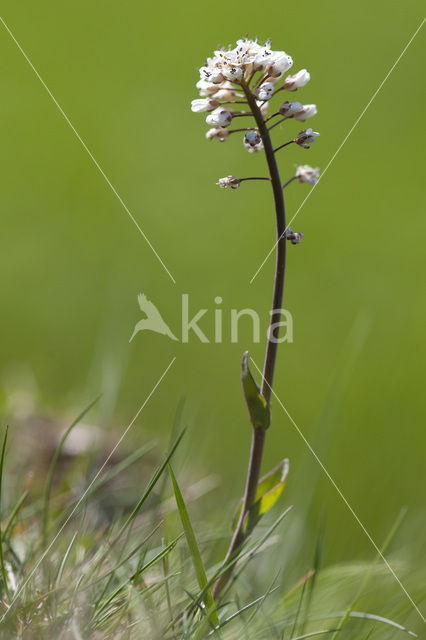 Alpine Pennycress (Thlaspi caerulescens)