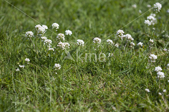 Alpine Pennycress (Thlaspi caerulescens)