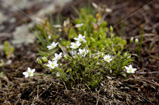 spring Sandwort (Minuartia verna)