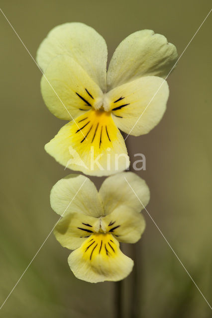 Zinkviooltje (Viola lutea ssp. calaminaria)