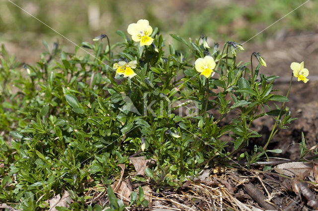 Zinkviooltje (Viola lutea ssp. calaminaria)