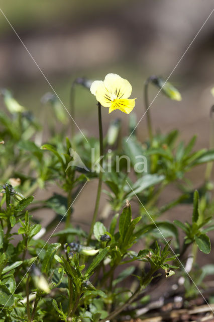 Zinkviooltje (Viola lutea ssp. calaminaria)