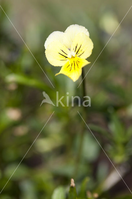 Zinkviooltje (Viola lutea ssp. calaminaria)