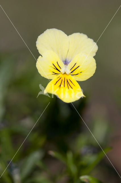 Zinkviooltje (Viola lutea ssp. calaminaria)