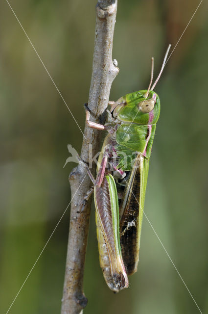 Stripe-winged Grasshopper (Stenobothrus lineatus)