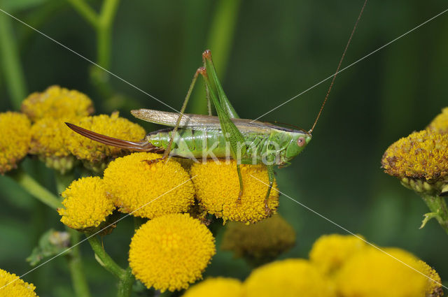 Long-winged Cone-head (Conocephalus discolor)