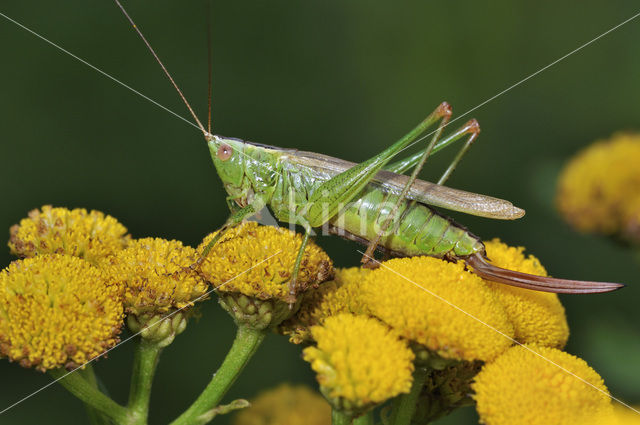 Long-winged Cone-head (Conocephalus discolor)