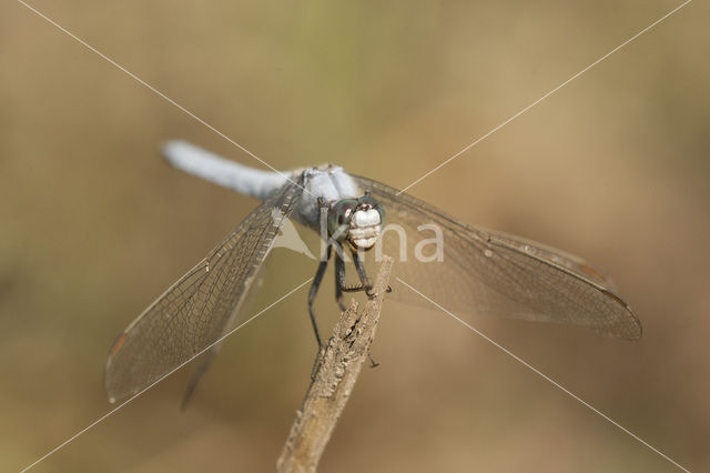 Skimmer (Orthetrum brunneum)
