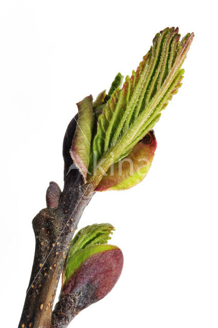 black alder (Alnus glutinosa)