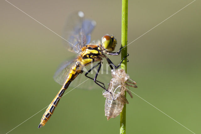 Black Darter (Sympetrum danae)