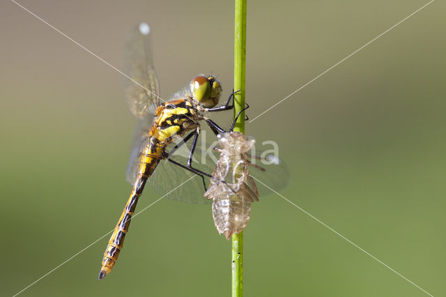 Zwarte heidelibel (Sympetrum danae)