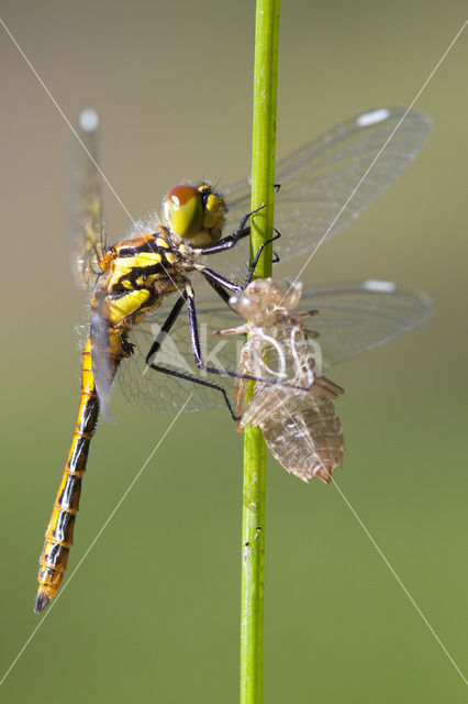 Zwarte heidelibel (Sympetrum danae)