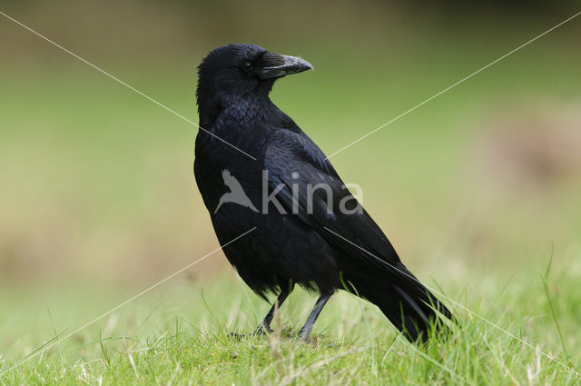 Zwarte Kraai (Corvus corone)