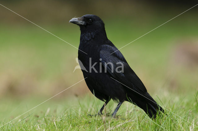 Zwarte Kraai (Corvus corone)