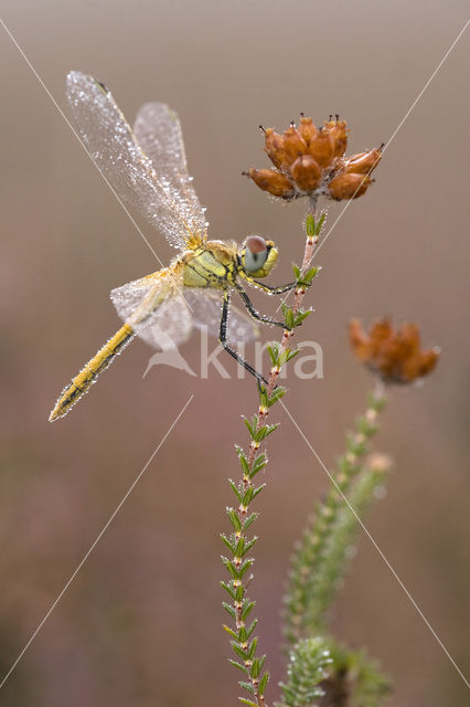 Zwervende heidelibel (Sympetrum fonscolombii)