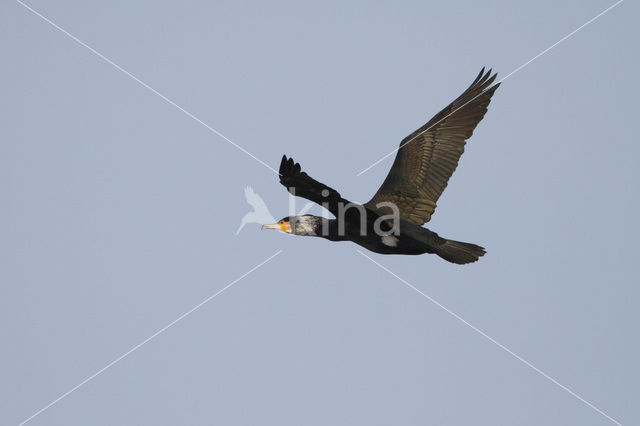 Great Cormorant (Phalacrocorax carbo)
