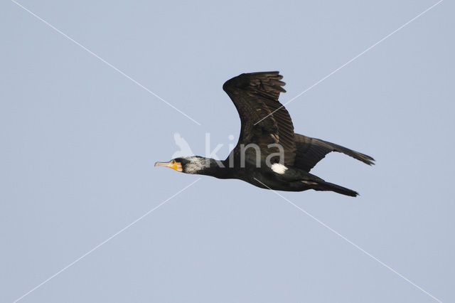 Great Cormorant (Phalacrocorax carbo)