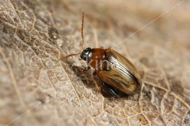 Psylliodes affinis