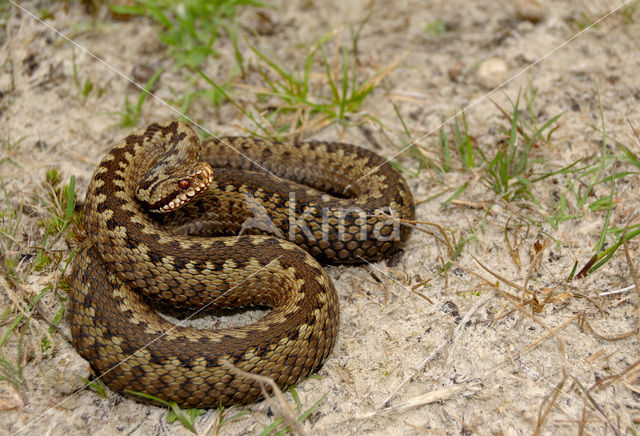 Common Viper (Vipera berus)