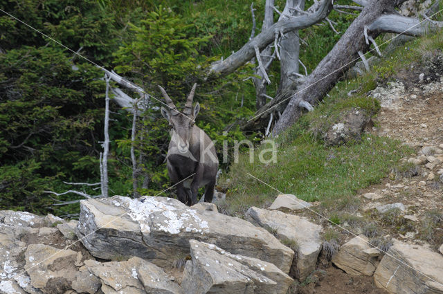 Alpen Steenbok (Capra ibex)