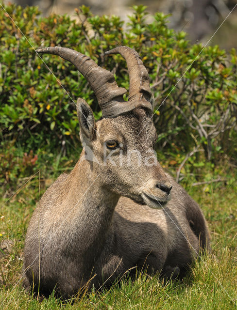 Alpen Steenbok (Capra ibex)