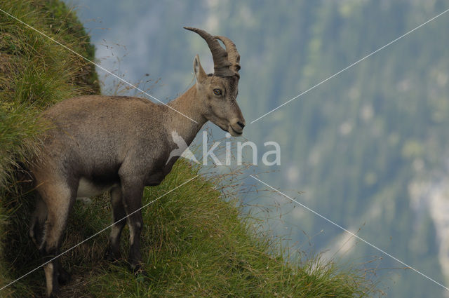 Alpen Steenbok (Capra ibex)