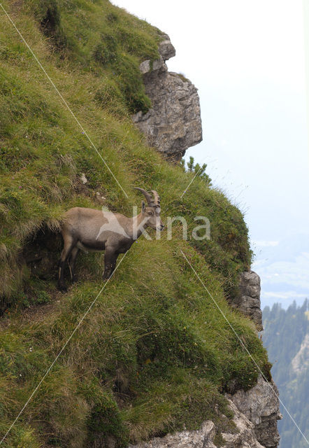 Alpen Steenbok (Capra ibex)