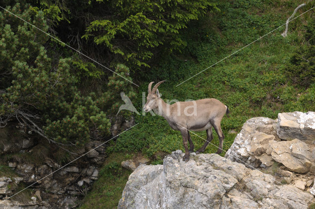 Alpen Steenbok (Capra ibex)