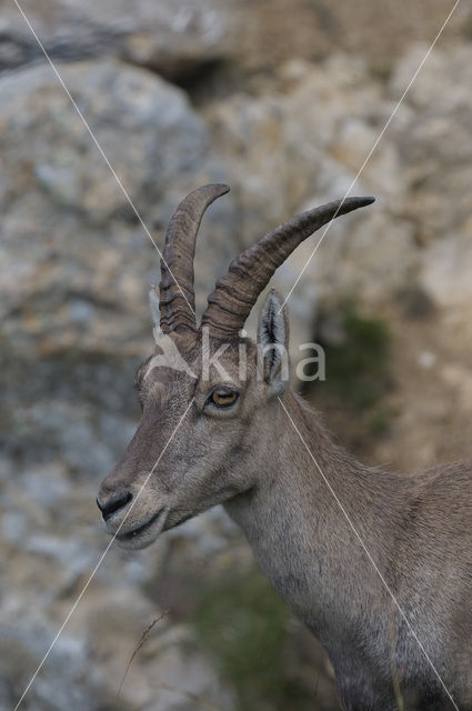 Alpen Steenbok (Capra ibex)