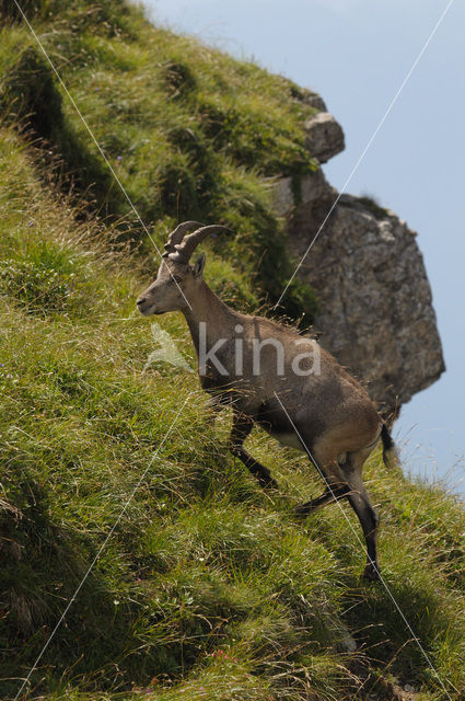 Alpen Steenbok (Capra ibex)