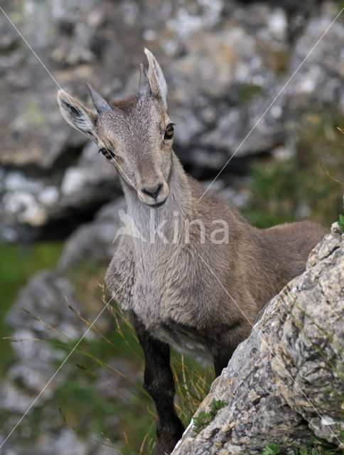 Alpen Steenbok (Capra ibex)