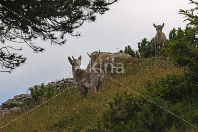 Alpen Steenbok (Capra ibex)