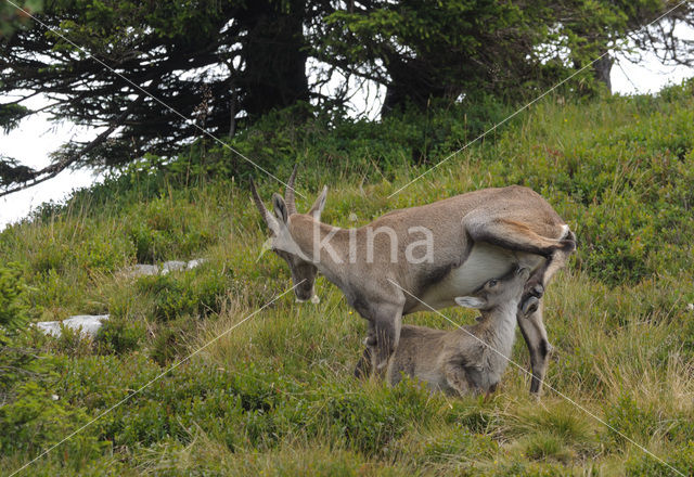 Alpen Steenbok (Capra ibex)