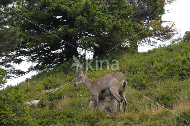 Alpen Steenbok (Capra ibex)