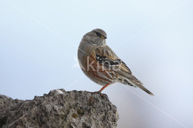 Alpine Accentor (Prunella collaris)