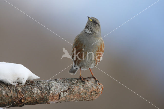 Alpenheggemus (Prunella collaris)