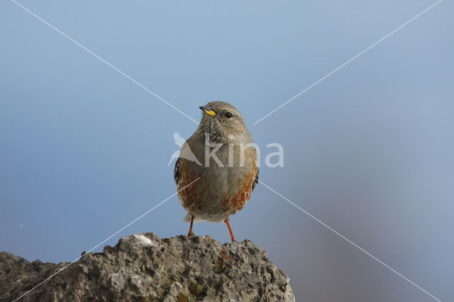 Alpenheggemus (Prunella collaris)