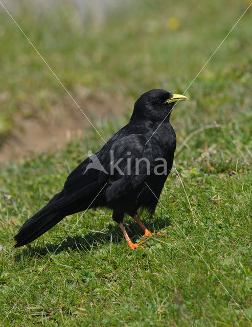 Alpenkauw (Pyrrhocorax graculus)